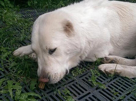 Hund auf der Wiese mit Dentalife Stick