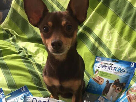 Hund mit Dentalife Packs