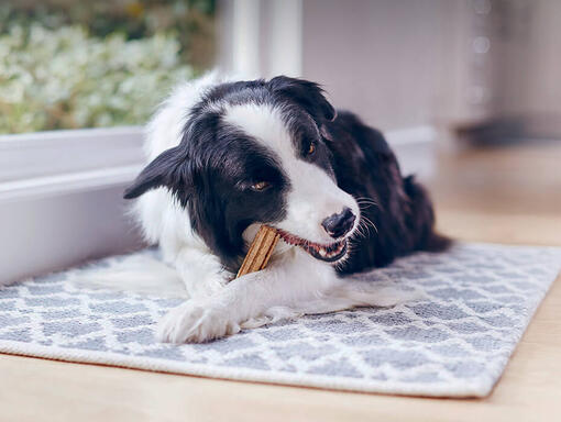 Dentalife Hund mit Packshot