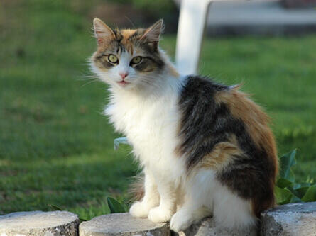 Katze im Garten