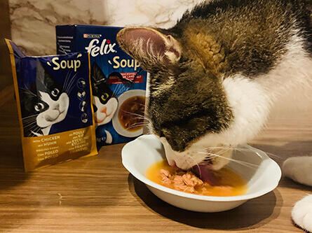Katze frisst aus Napf