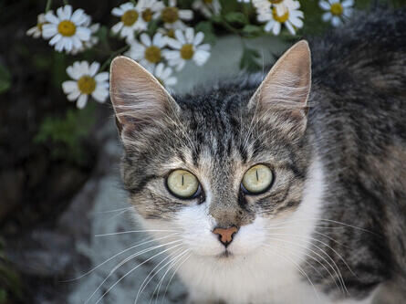 Katze mit strahlenden Augen