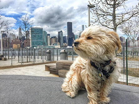 kleiner Hund im Wind