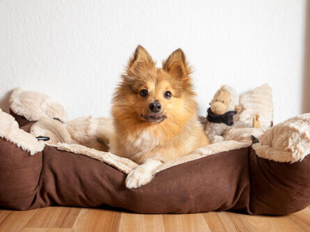 kleiner Hund im Körbchen