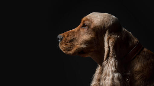 Hund mit Schlappohren auf schwarzem Hintergrund