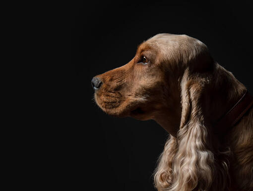 Hund auf schwarzem Hintergrund