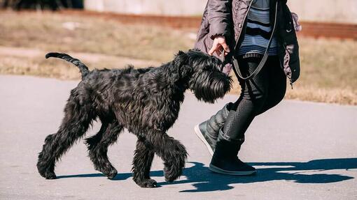 Hund geht mit Frauchen gassi