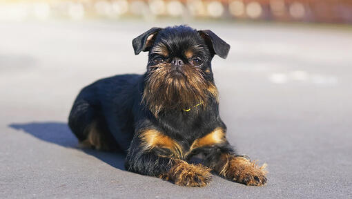 Hund macht "Platz"