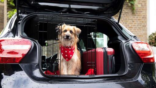 Hund sitzt in Hundebox im Kofferraum eines Autos