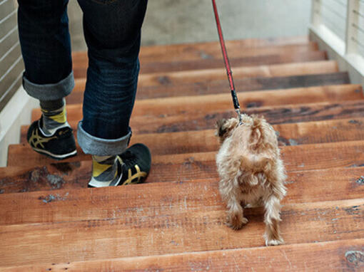 Hund und Herrchen auf Treppe