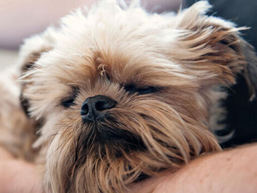 Hund im Arm vom Menschen