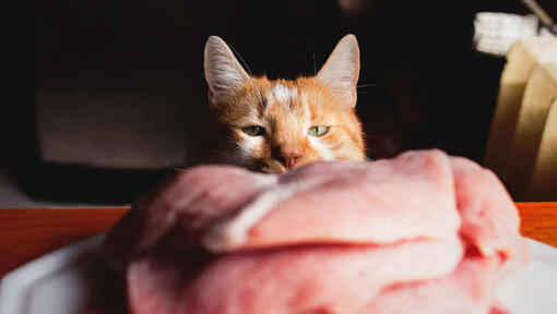 Katze blickt auf Teller mit rohem Fleisch