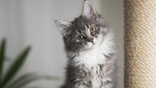røgelse Viva Søgemaskine optimering Maine-Coon Katze – Alles über diese Katzenrasse | PURINA