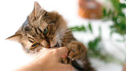 Braune Katze beißt leicht in Hand