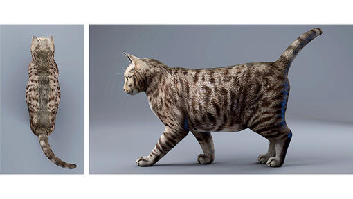 Body Condition Katze - Leichtes Übergewicht