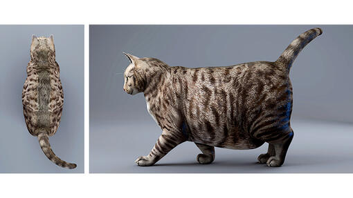 Body Condition Katze - Starkes Übergewicht