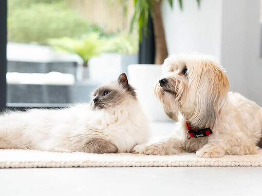 Hund und Katze