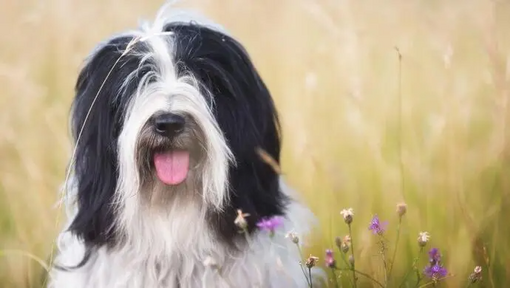 Tibetanischer Terrier sitzt im Feld