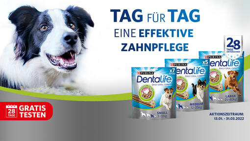 DENTALIFE Gratis Testen Aktion