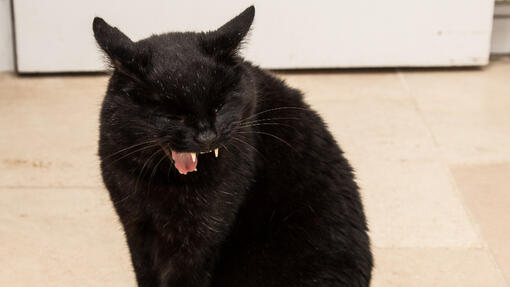 Katze hustet