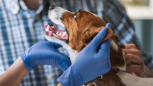 Hund bei der Untersuchung durch den Tierarzt