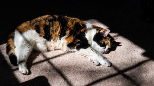 Katze im Sonnenschein liegend