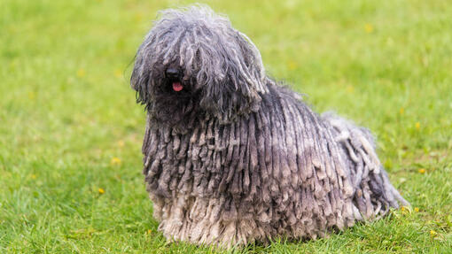 Grauer ungarischer Puli Hund im Park