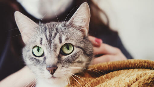 Katze in eine Decke gekuschelt