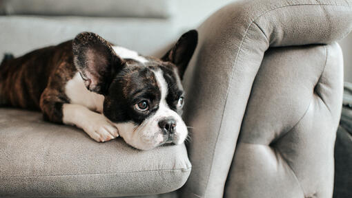 Französische Bulldogge auf einem Sofa und schaut aus dem Fenster