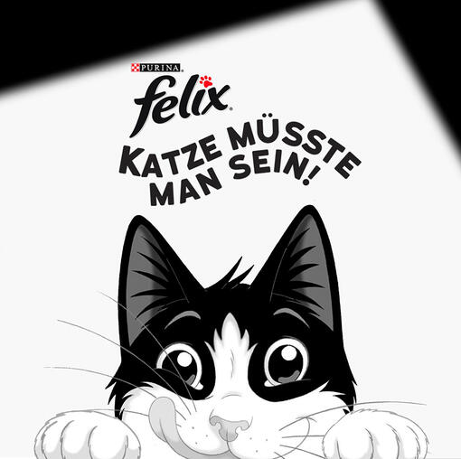 Schwarz-weißes Katzenbanner für Felix Katze müsste man sein