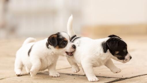 ein Paar Jack-Russell-Welpen, die miteinander spielen