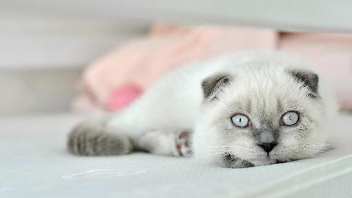 Weiße Scottish fold Hauskatze im Bett liegend. 