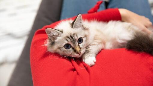 Flauschiges leichtes Kätzchen, das auf dem roten Oberteil des Besitzers sitzt