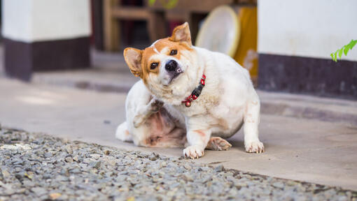 Hund kratzt sich am Ohr