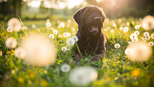 Hund im Gras