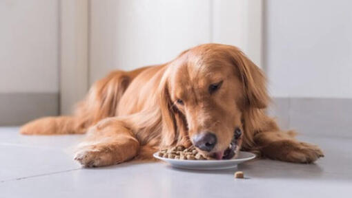 Golden Retriever legt sich beim Fressen hin