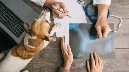Tierärztliche Röntgenaufnahme ohne mit kleinem Hund auf dem Tisch
