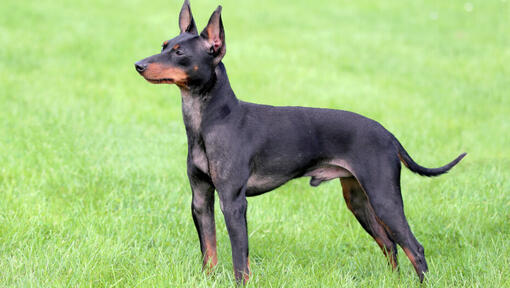 English Toy Terrier der auf dem Gras steht