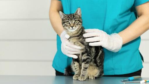 Tierarzt hält junges Kätzchen