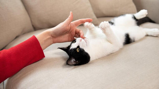 Besitzer spielt mit Kätzchen auf Sofa