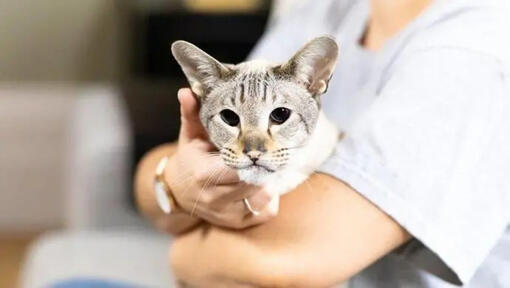 Katze wird in den Armen des Besitzers gehalten