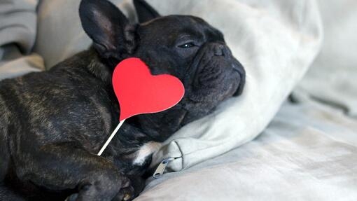 Hund auf einem Sofa liegend, der ein rotes Herz hält