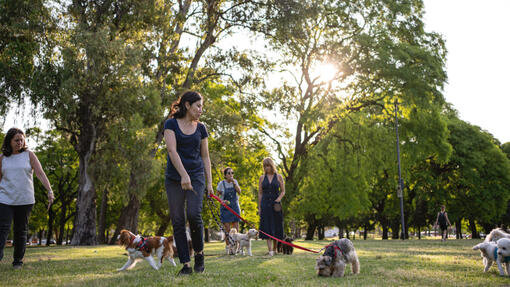 Gruppe von Frauen, die mit ihren Hunden im Park spazieren gehen