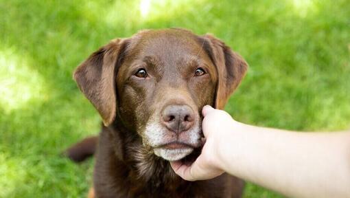 Hund im Freien