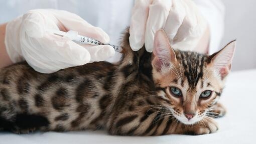 Ein Tierarzt gibt einer Katze eine Injektion.