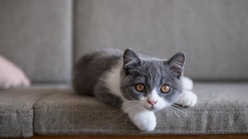 Niedliche Britisch-Kurzhaar-Katze auf dem Sofa liegend