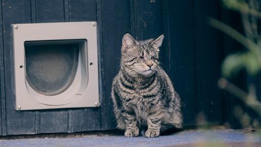 Blinde Hauskatze, die vor einer Katzenklappe sitzt. 