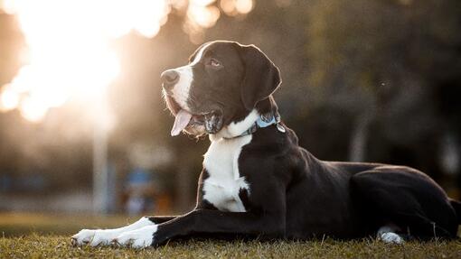 Deutsche Dogge im Sitzen mit herausgestreckter Zunge