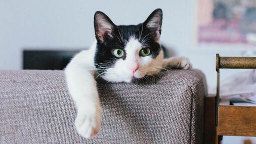 Schwarze und weiße Katze, die auf einer Couch faulenzt