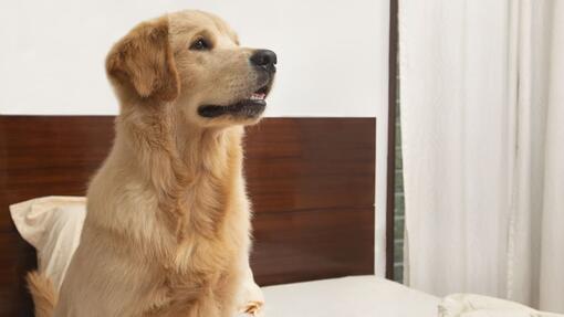 Hund sitzt allein auf dem Bett